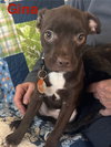 Gina