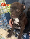 Gina