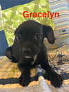 Gracelyn
