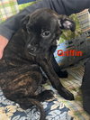 Griffin