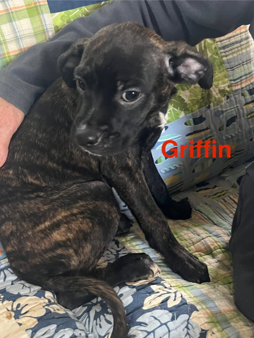 Griffin