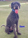 Sammy