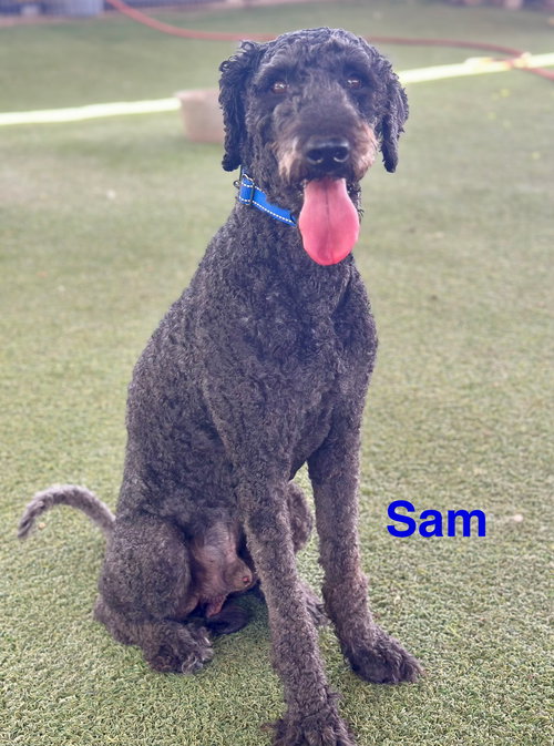 Sammy