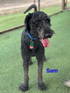 Sammy