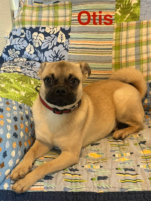 Otis