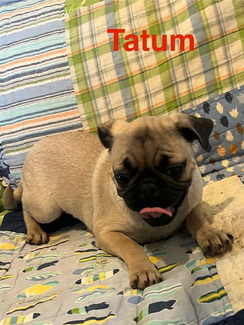 Tatum