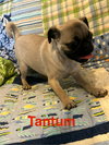 Tatum