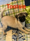 Tootsie