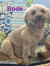 Bode