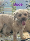 Bode