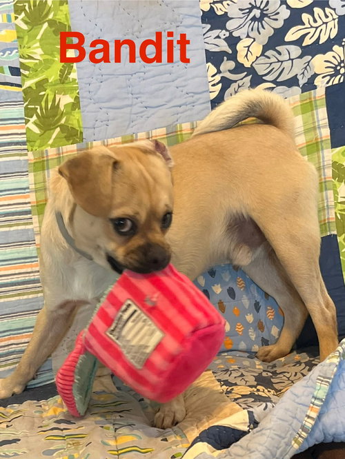 Bandit