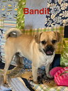 Bandit