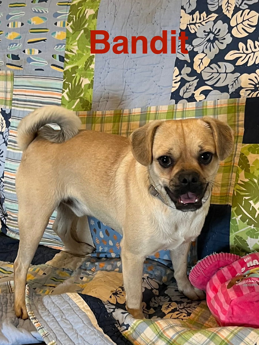 Bandit