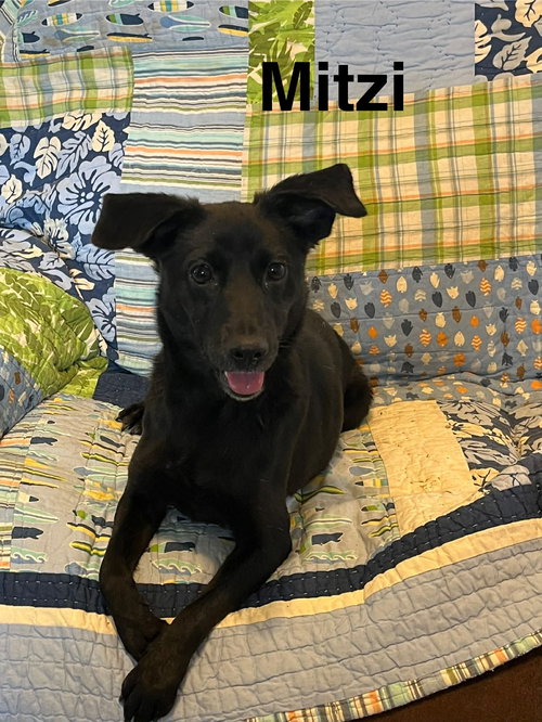 Mitzi