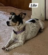 Lilo