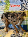Victor