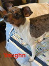 Vaughn