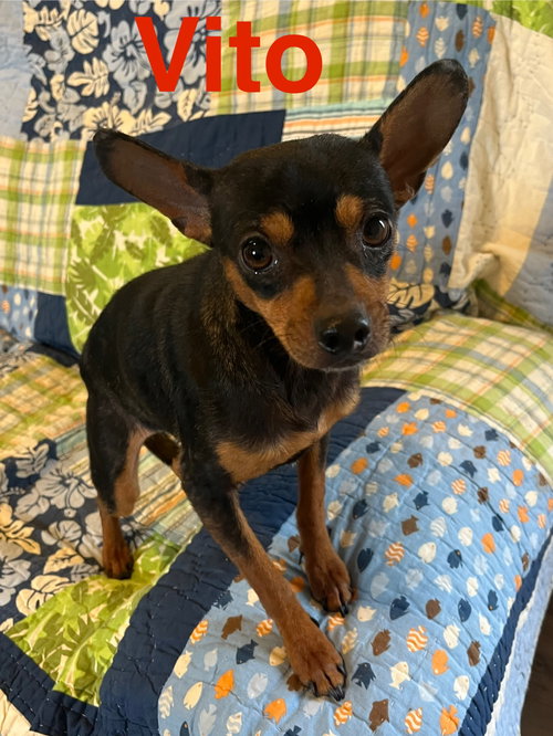 Vito