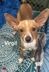 Virgil