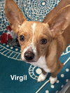 Virgil