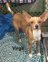 Virgil