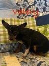 Valery