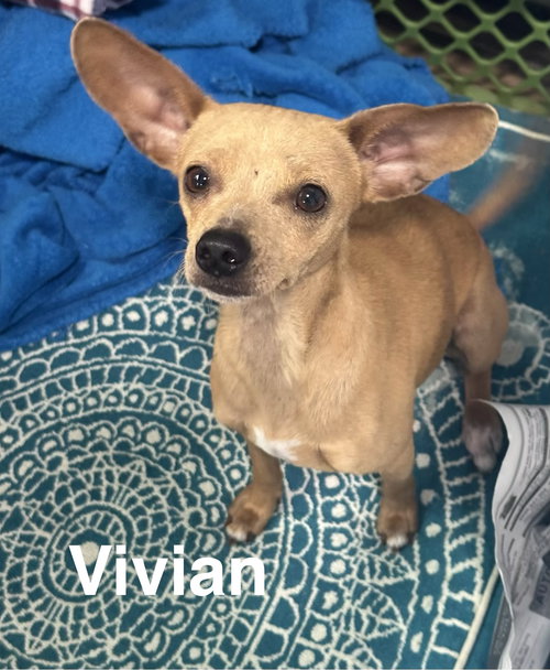 Vivian