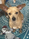 Vivian