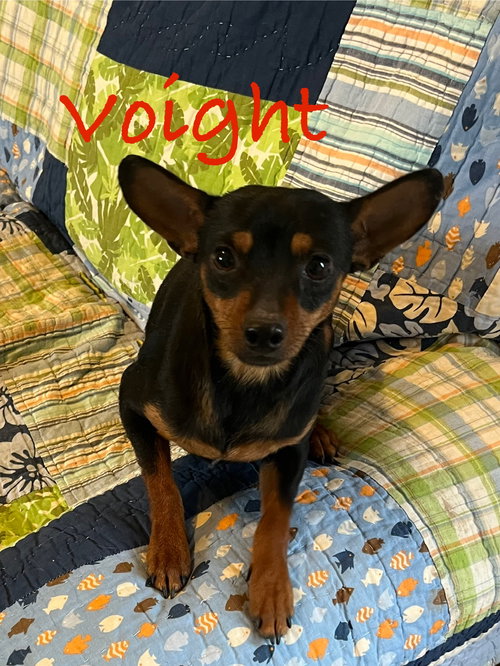 Voight