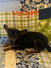 Voight