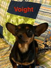 Voight