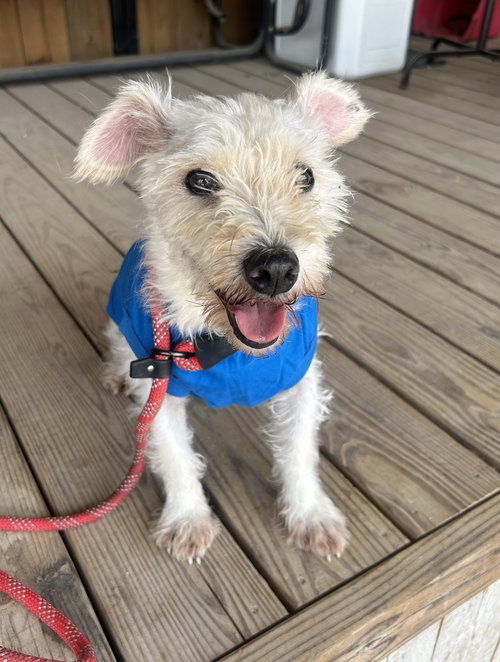 Fox, an adoptable Schnauzer in Pipe Creek, TX