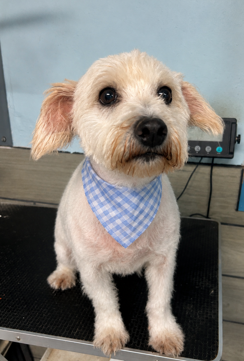 Fox, an adoptable dog