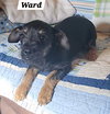 Ward