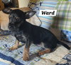 Ward