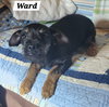 Ward