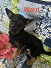 Ward