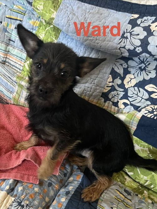 Ward