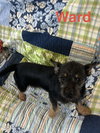 Ward