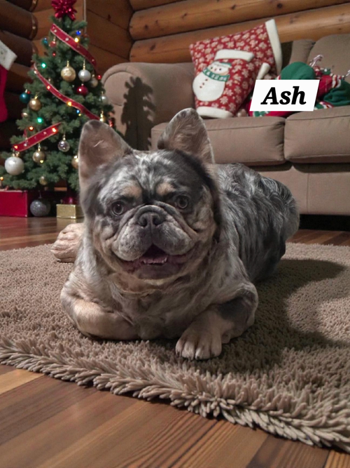 Ash