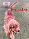 Hunter