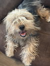 Peanut