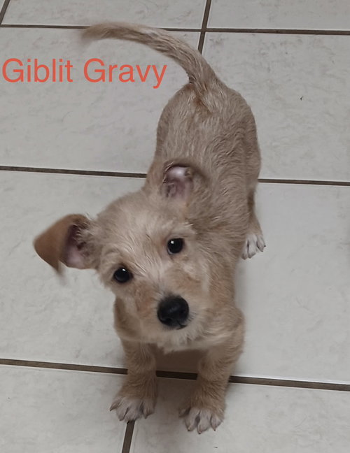 Giblet Gravy