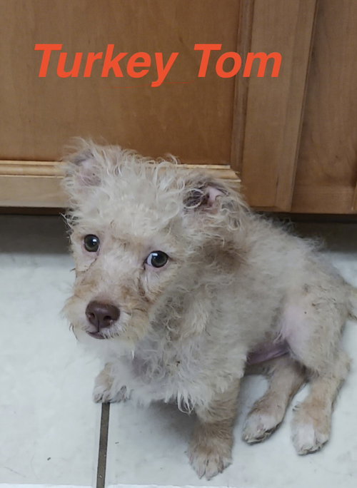 Turkey Tom