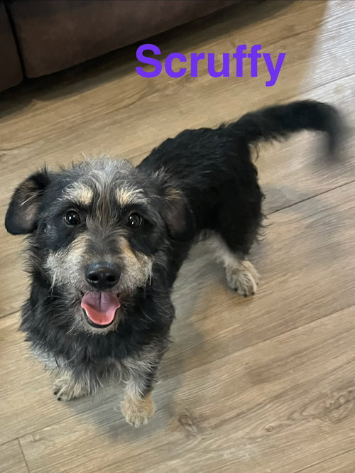 Scruffy