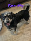 Scruffy
