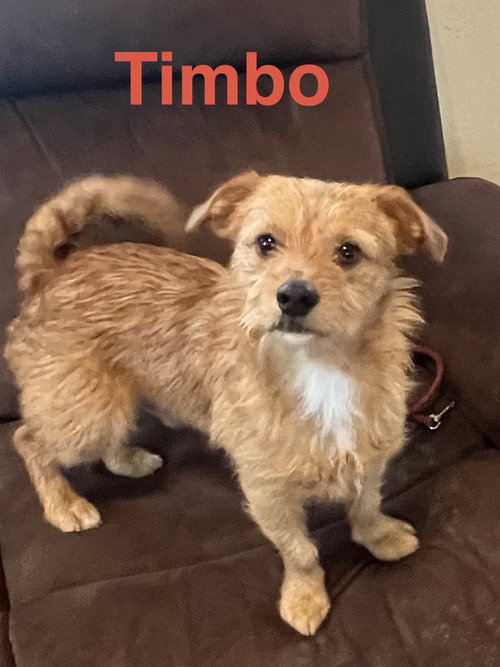 Timbo