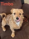 Timbo