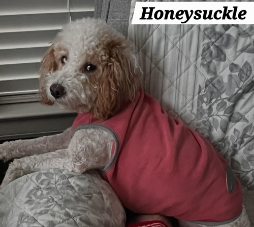 Honeysuckle