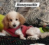 Honeysuckle